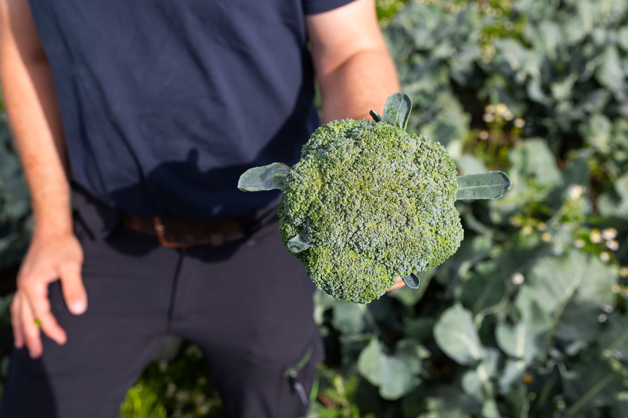 Närbild på broccolistjälkar